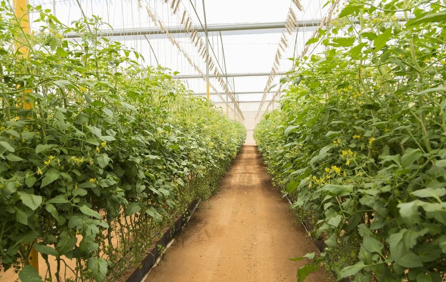 Rows of plants inside a greenhouse