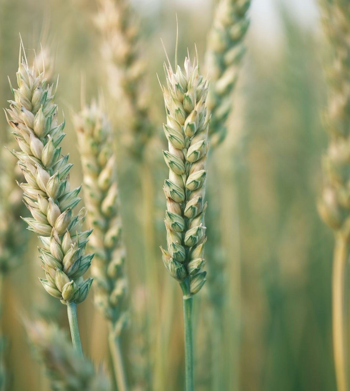 Ears of green wheat in a field