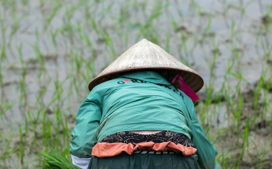 A farmer planting rice in a paddy field