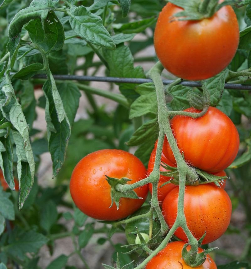 Ripe tomatoes hanging on the vine